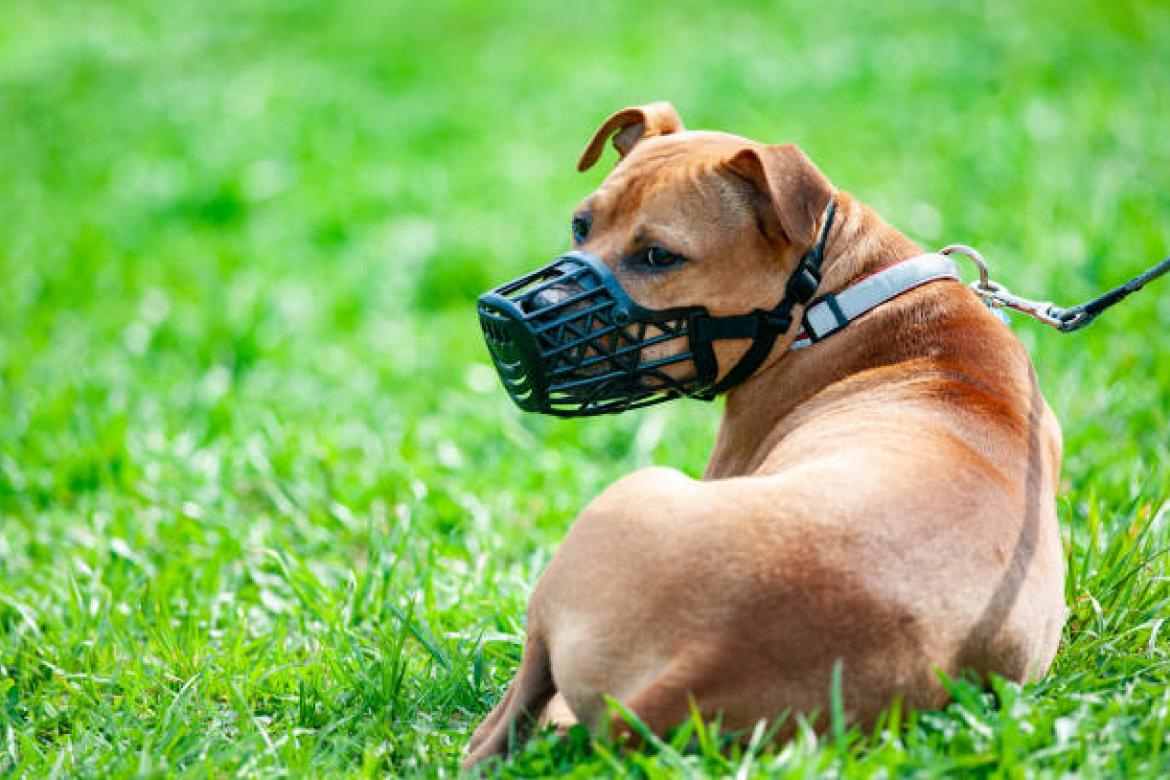 Chiens dangereux