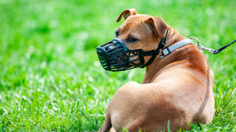Chiens dangereux